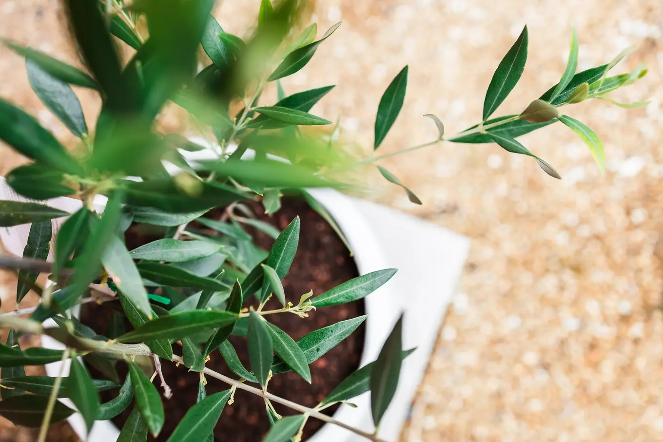 drzewko oliwne w doniczce