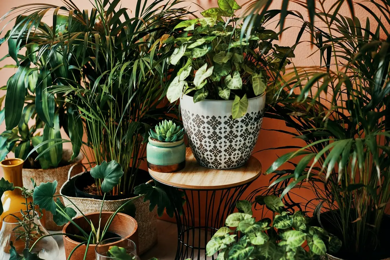 rośliny egzotyczne w domu