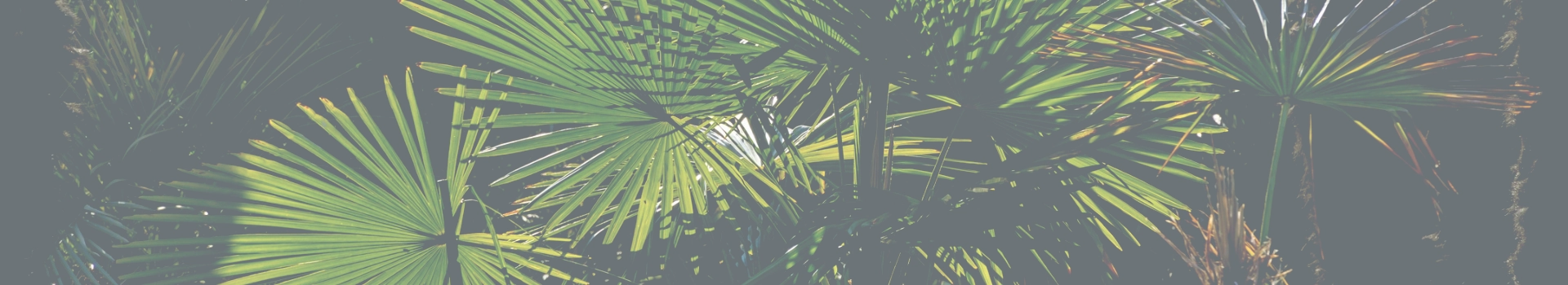 cienkie liście palm