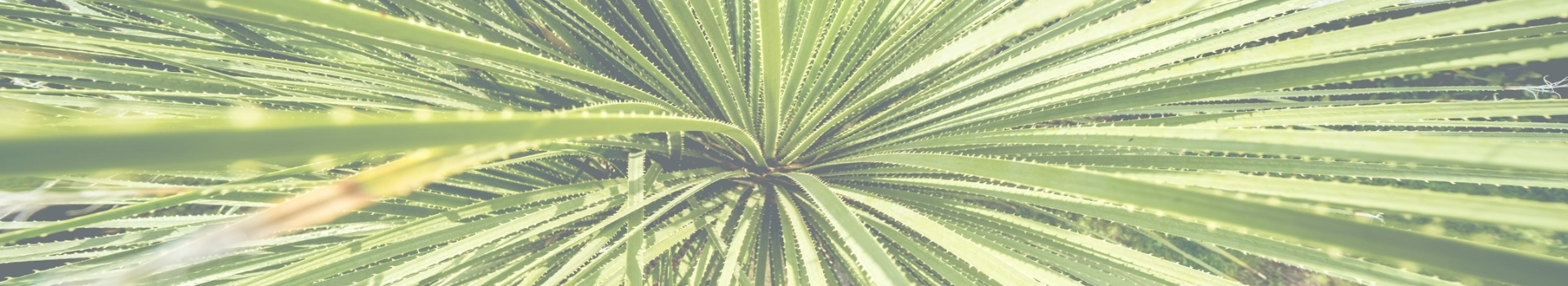 liście palmy