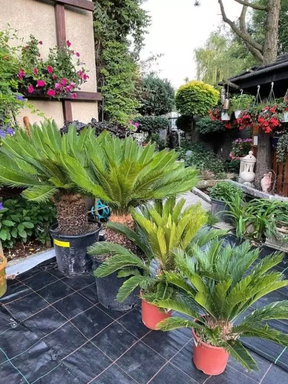 Cycas revoluta