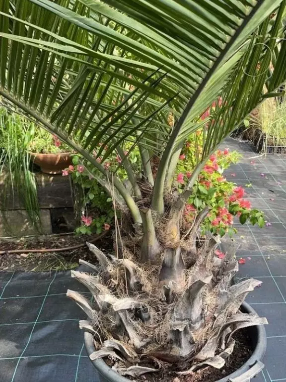 Jubaea Chilensis (Cocotier Du Chili, Palmier à Miel, Palmier à Vin - Foto 10