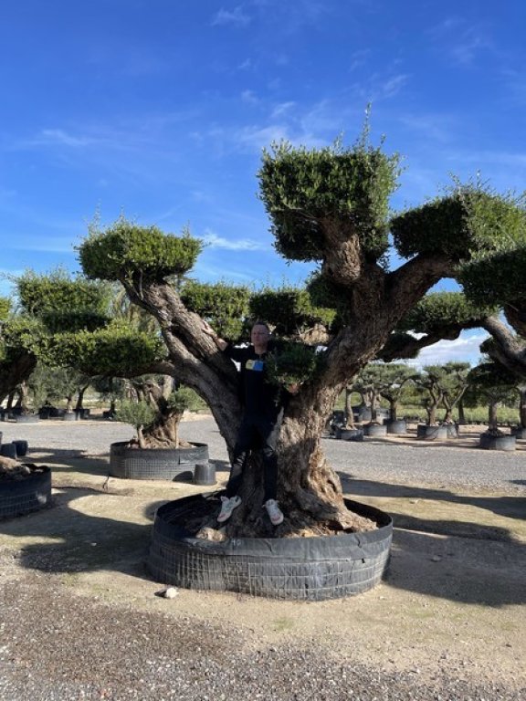 olea-bonsai-35