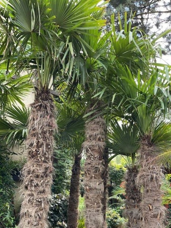 trachycarpus-fortunei-5